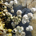 Acorn barnacle