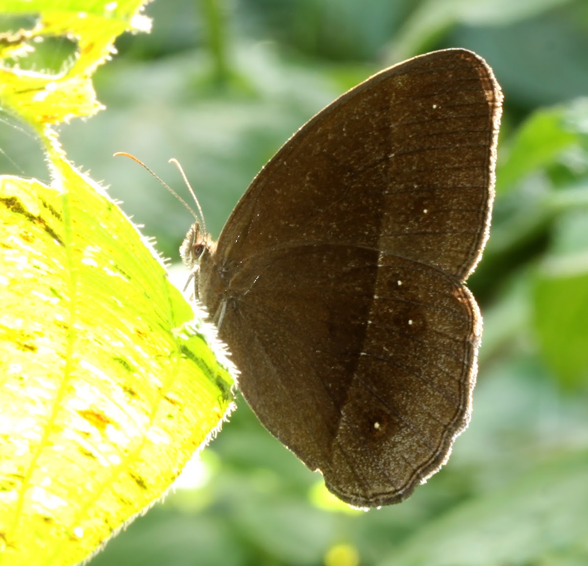 Lilacine Bush Brown (Dry Season Form)