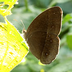 Lilacine Bush Brown (Dry Season Form)