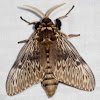Megalopygine Moth