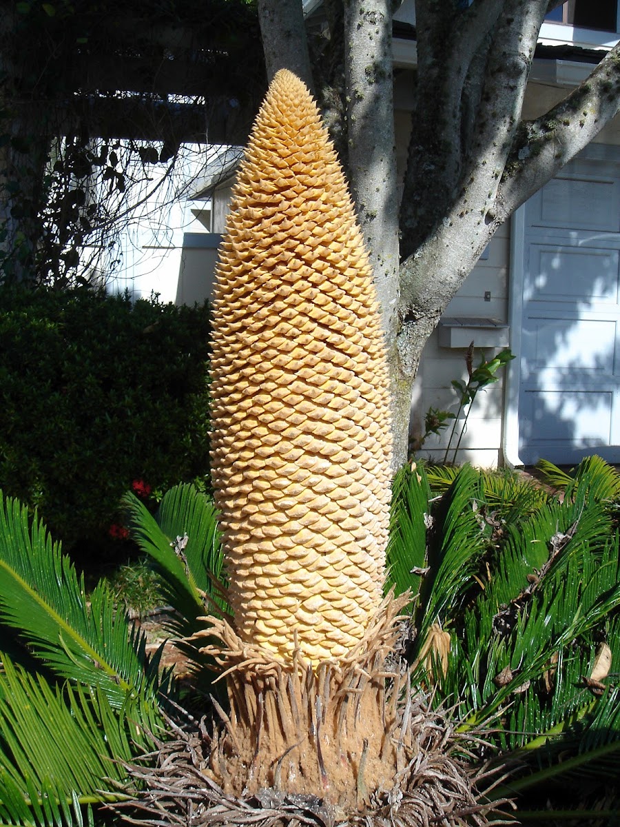 Japanese sago palm