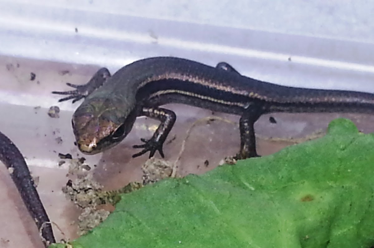 Common Garden Skink Project Noah