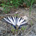 Scarce Swallowtail