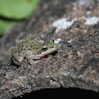 Spotted Chorus Frog