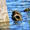 Red-bellied Cooter Turtle