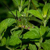 Green Milkweed Locust