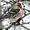 Common Redpoll