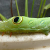 Green  Hawk Moth Caterpillar