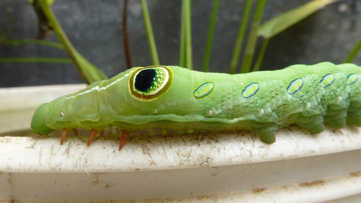 Green  Hawk Moth Caterpillar