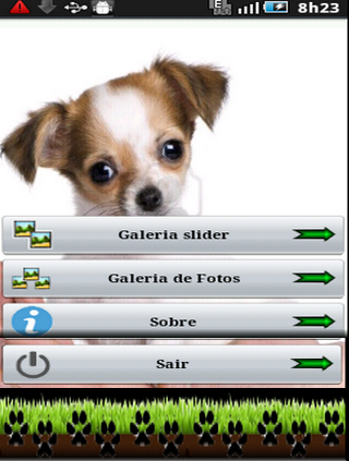 Cachorros Chihuahua