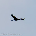 Cormorant; Cormorán Grande