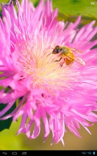 3D Bee on a Clover Flower Free Screenshots 14