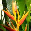 heliconia