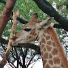 South African Giraffe