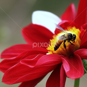 Dahlia by তিত কুটি - Flowers Single Flower