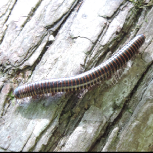 Florida Ivory Millipede Project Noah