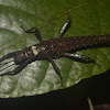 Spiny Stick Insect, Phasmid - Nymph