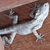 Forest Crested lizard