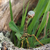 Giant Ichneumon Wasp