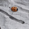 11 spotted ladybug