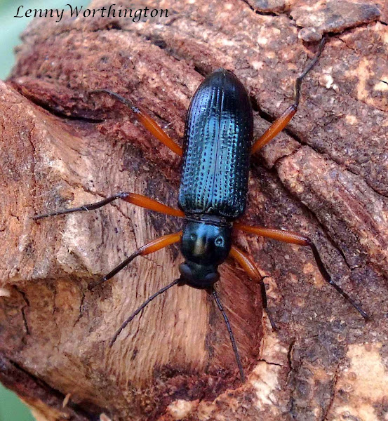 Redlegged Darkling Beetle Project Noah