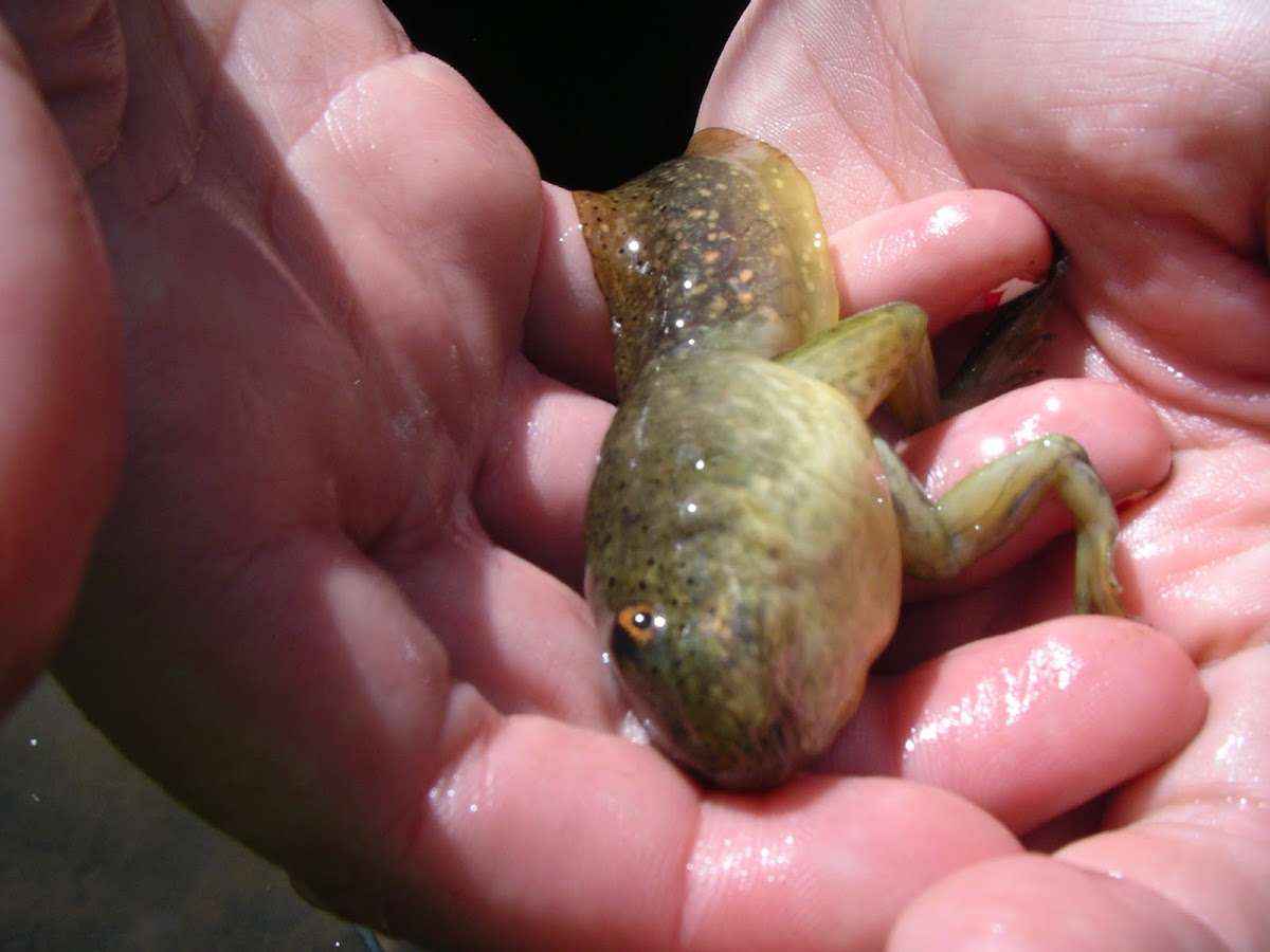 Bullfrog tadpole Project Noah
