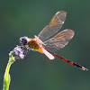 Four-Spotted Pennant