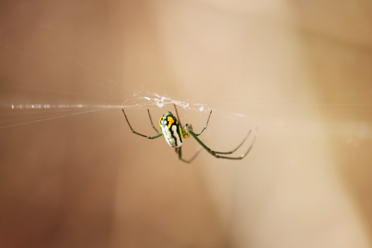 Orchard spider Project Noah