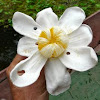 Wild guava flower