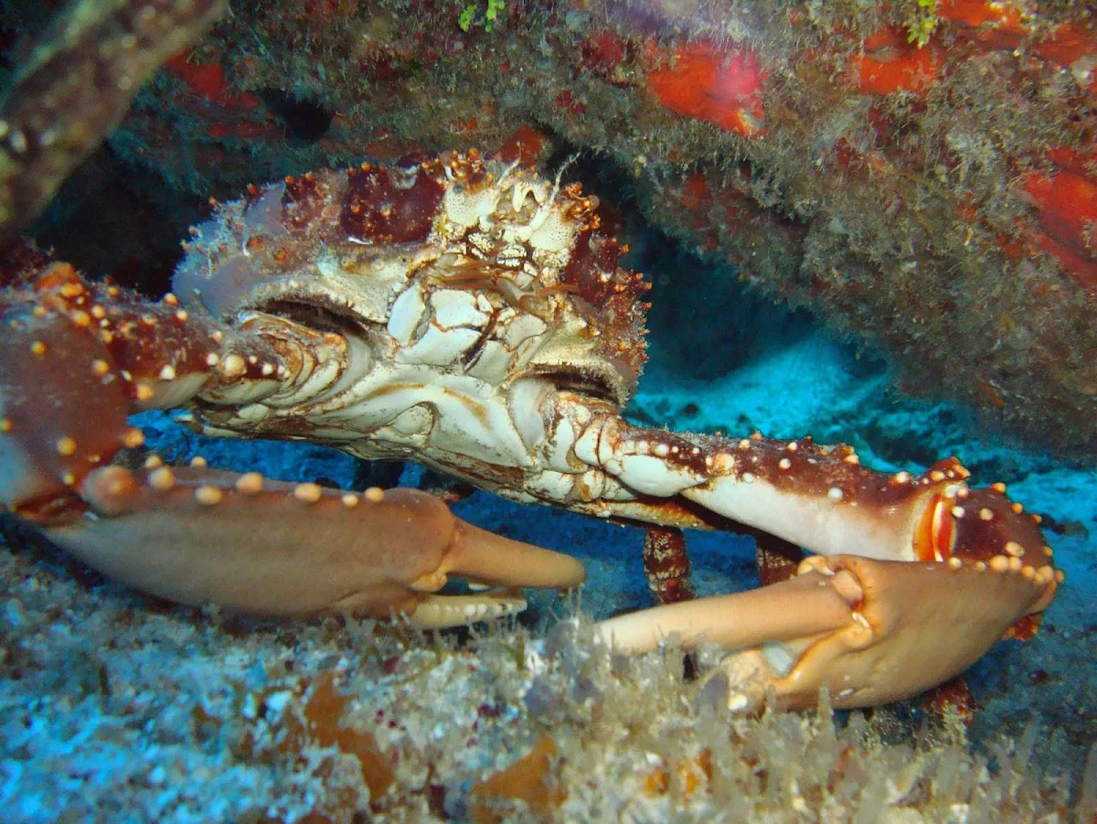 crab-reef-Cozumel - Snorkelers and divers can see a wide variety of sea creatures close to shore on Cozumel.
