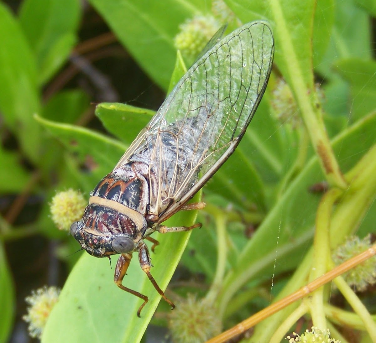 Salt Marsh Cicada