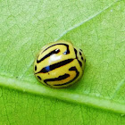 Yellow Ladybird beetle