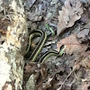 Ribbon Snake