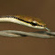 Juvenile Brown Vine Snake