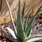 Aloe vera 