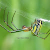 Orchard Orb Weaver Spider