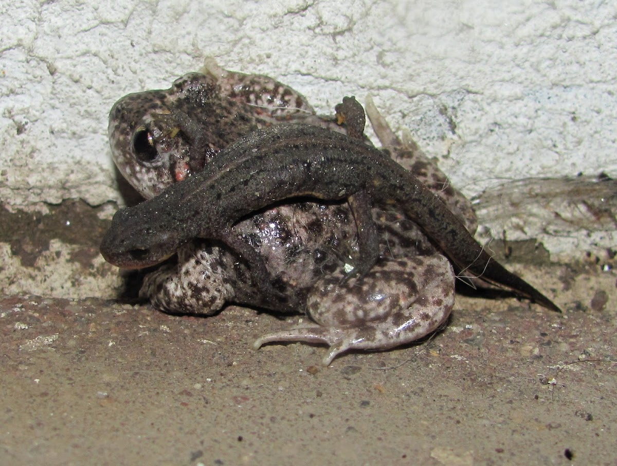 Iberian Midwife Toad,Sapo-parteiro-comum