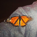 Monarch butterfly