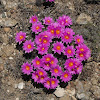 Texas Cone Cactus