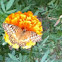 Variegated Fritillary butterfly