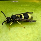 European Tube Wasp