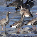 Greater White-Fronted Geese
