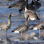 Greater White-Fronted Geese