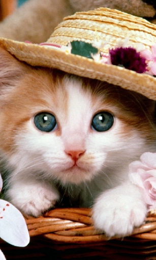 免費下載個人化APP|Your cute kitty Live Wallpaper app開箱文|APP開箱王
