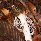 Long net Stinkhorn