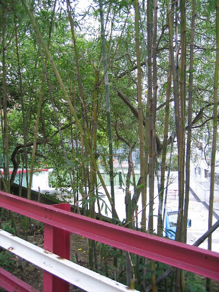 竹