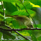 White-bellied Erpornis