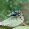 Blue Bottle Fly