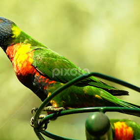 Rainbow Lorikeet by Joanne Draper - Animals Birds