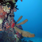 Brown tube sponge